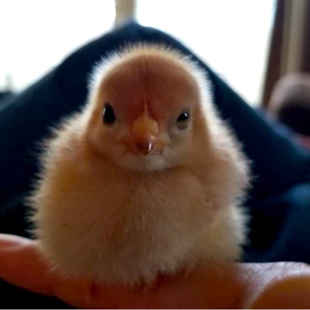 Meet your Posher, Pam